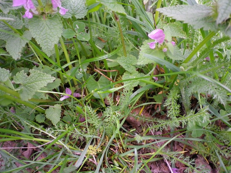 Lamium maculatum